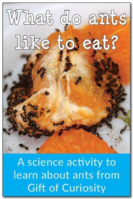 What Do Ants Like To Eat Science Activity For Kids Science