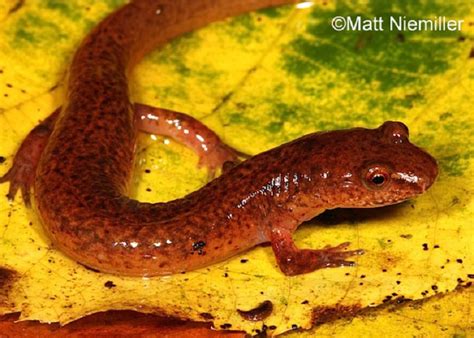 Spring Salamander State Of Tennessee Wildlife Resources Agency
