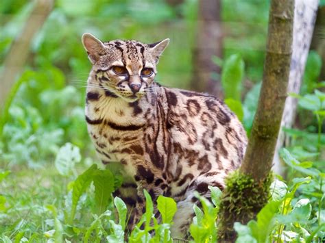 The Margay A Wild Tree Cat Of Central And South America Hubpages