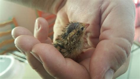 Great Video On Incubating Hatching And Brooding Quail Quail Eggs