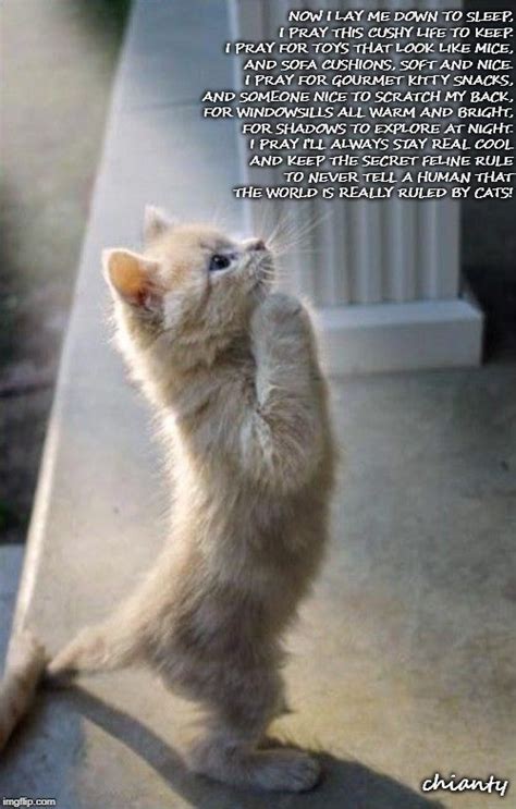 A Pray Cats Funny Cats Best Cat Memes