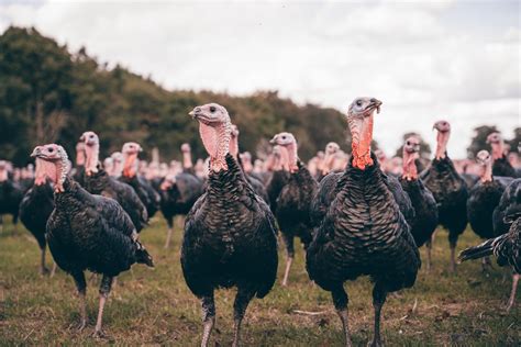 Find Sustainable Farm Raised Turkeys At These Virginia Farms