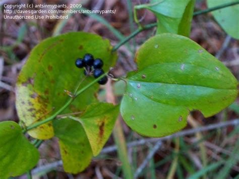 Plant Identification Closed Thorny Vine With Black