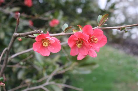 flowering quince | Flowering trees, Flowering quince, Flowers
