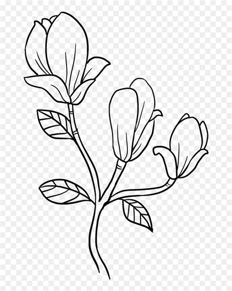 Clip Art How To Draw A Magnolia Flower - Magnolia Flower Drawing Easy