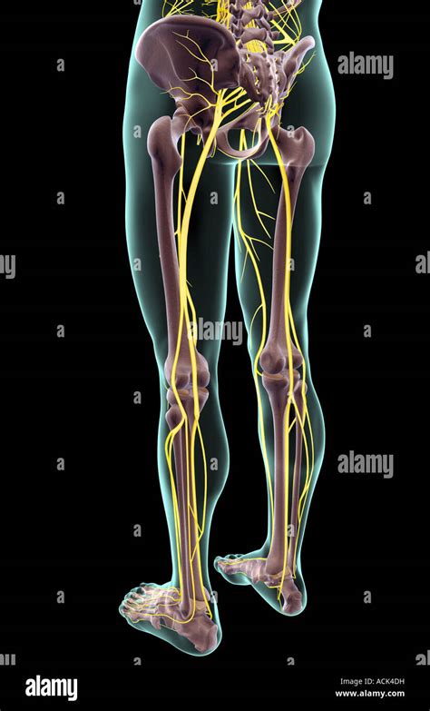 Lateral Sural Cutaneous Nerve Hi Res Stock Photography And Images Alamy