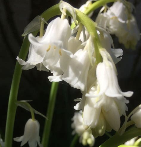 White Bells In My Garden Plants Garden Bells