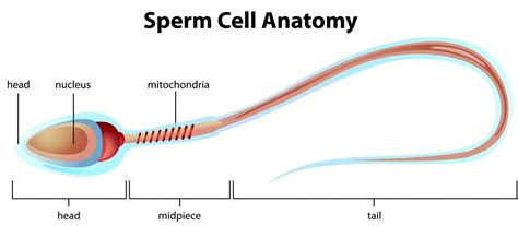 what is the difference between sperm and semen with pictures