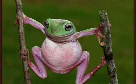 Funny Frog Wallpapers Wallpaper Cave