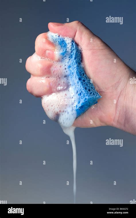 Hand Squeezing A Soapy Kitchen Sponge Stock Photo Alamy