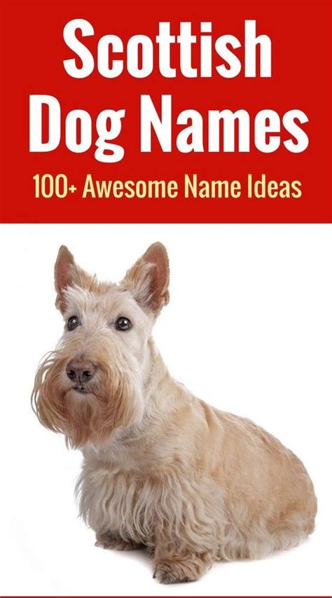 Scottish Dog Names Are Unique Intriguing Options For Your Pup If You