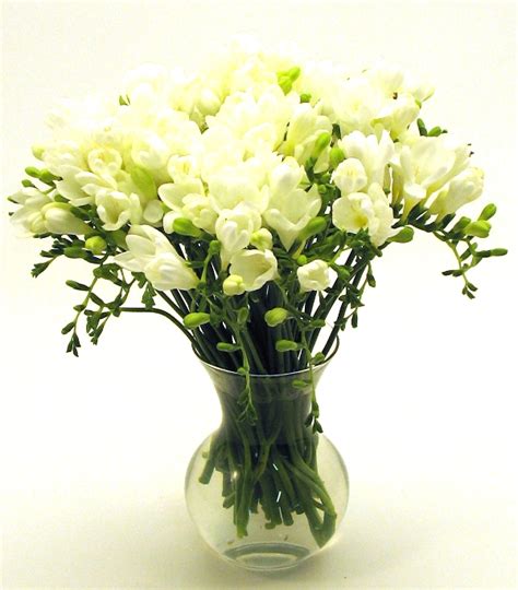Maybe you would like to learn more about one of these? White Freesia