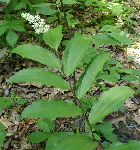 The spreading and clumping habit of this plant makes it a great groundcover for shady spots. Solomon's Seal Smooth Giant False and Starry - wildeherb.com