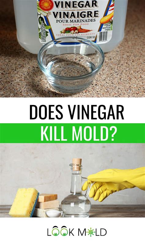 How To Kill Mold On Wood With Vinegar References Do Yourself Ideas