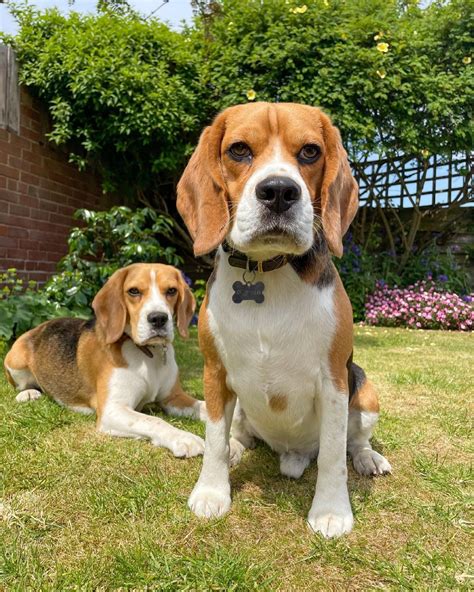 Beagle Dog Breed Information And Characteristics Wufmag