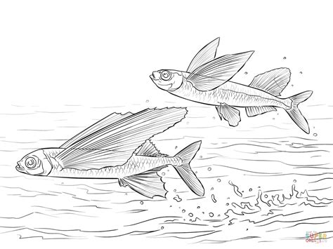 Flying Fish Coloring Coloring Pages