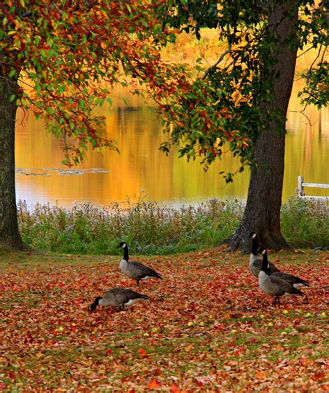 Canada Geese Considering Their Autumn Flight Fall Foliage Autumn