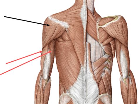 Your upper arm bone (humerus), your shoulder blade once the ligaments, tendons, and muscles around the shoulder become loose or torn. Shoulder and Pectoral Region - Medicine 300 with Mustafa ...