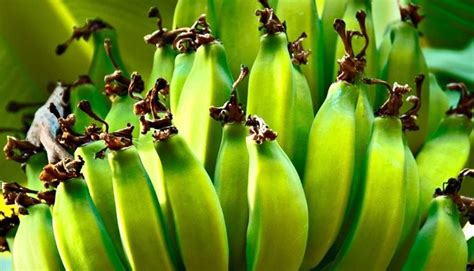 Panama Disease And The Cavendish Banana The Need For New Gmos