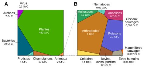 Répartition de la biomasse sur la planète Encyclopédie de l environnement