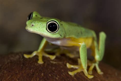 Cute Frog Of The Week Amphibian Rescue And Conservation Project Page 12