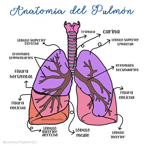 AnatomÍa Del PulmÓn Esquema Anatomía Libros De Anatomia Pulmones