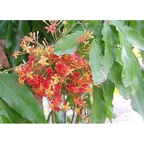 Maybe you would like to learn more about one of these? ASOKA TREE BARK POWDER