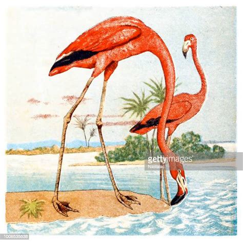 Flamingo High Res Illustrations Getty Images