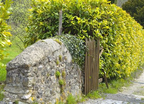 Living Fence Ideas 11 Approaches To A Landscape Boundary Bob Vila