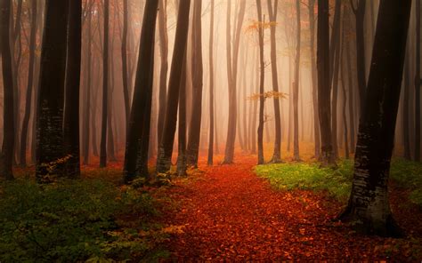 Autumn Starts Forest Wallpaperhd Nature Wallpapers4k Wallpapers