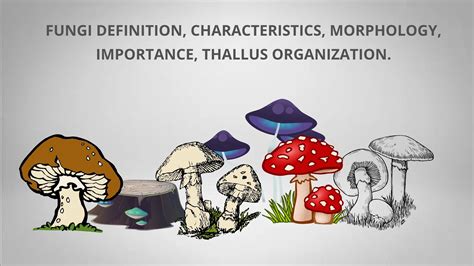 Fungi Definition Characteristics Morphology Importance Thallus