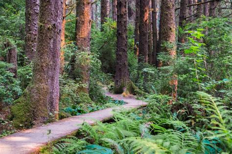 Peaceful Walk On A Wooden Boardwalk Through An Evergreen Trees Forest
