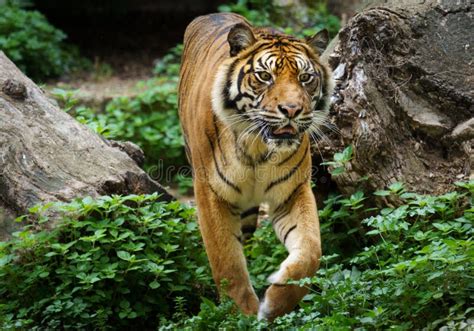 A Sumatran Tiger Or Panthera Tigris Sondaica Hunting Stock Image