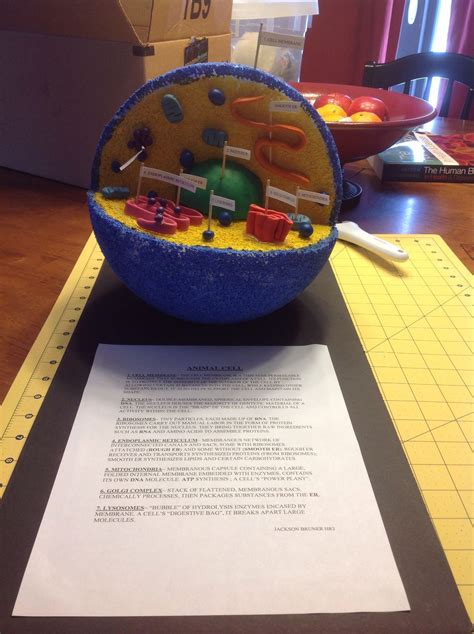 Pin By Jennifer Riddle On School Cells Project Animal Cell Project