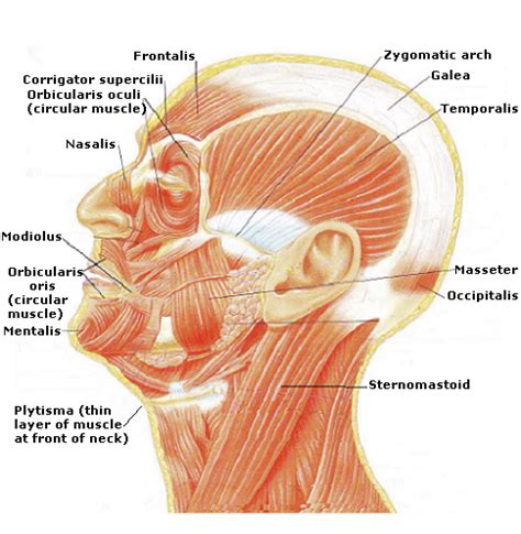 Facial Map - Shape Your Face