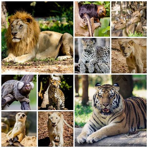 Different Animal Images Search Images On Everypixel