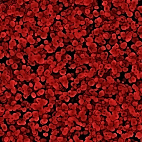 Blood Tissue Under Microscope
