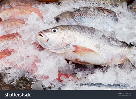 Fresh Frozen Fish Stock Photo 25610260 Shutterstock