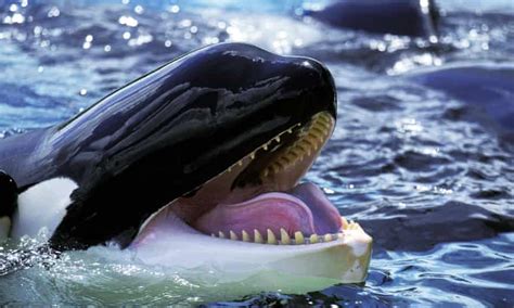 Scientists Witness First Reported Case Of Killer Whale Infanticide