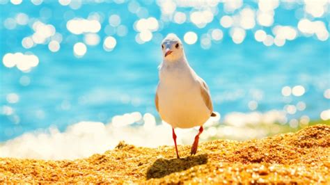 Here are a few examples of ways people spice up their chats. Copy of Funny seagull zoom background | PosterMyWall