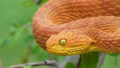 Venomous Viper Snake Image Free Stock Photo Public Domain Photo