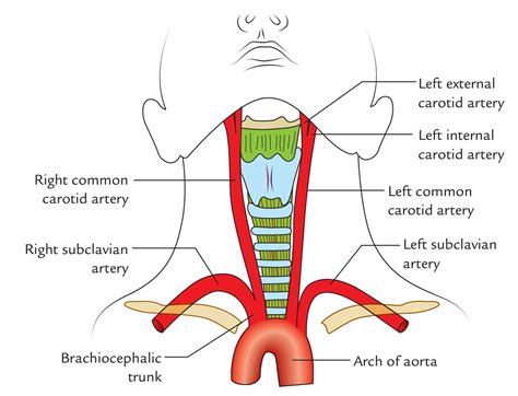 Common Carotid Artery Internal Carotid Artery Carotid Artery Arteries My Xxx Hot Girl