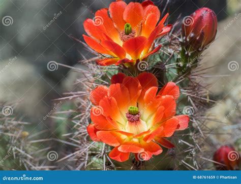 Wild Desert Spring Bloom Cactus Flowers Stock Image Image Of Bloom