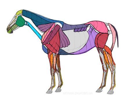Horse Anatomy For Artists Skeleton And Muscle Diagrams Monika Zagrobelna