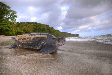 Leatherback Turtle Watching Experience Tours In Trinidad Visit Trinidad