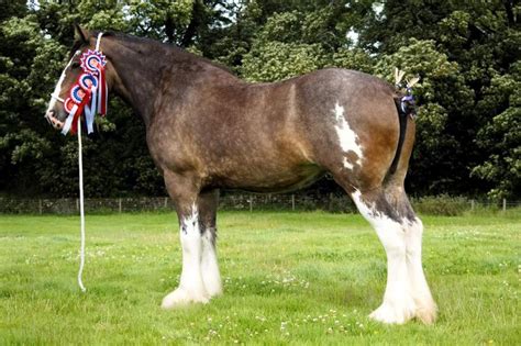 Clydesdale 🐴 Horse Facts And Information Viovet