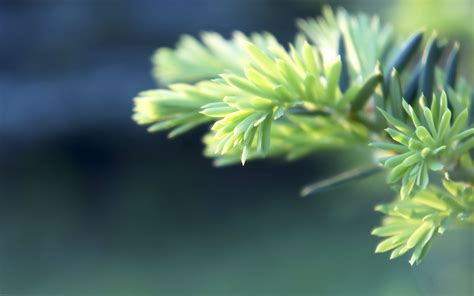 Green And Yellow Leaf Plant Plants Hd Wallpaper Wallpaper Flare