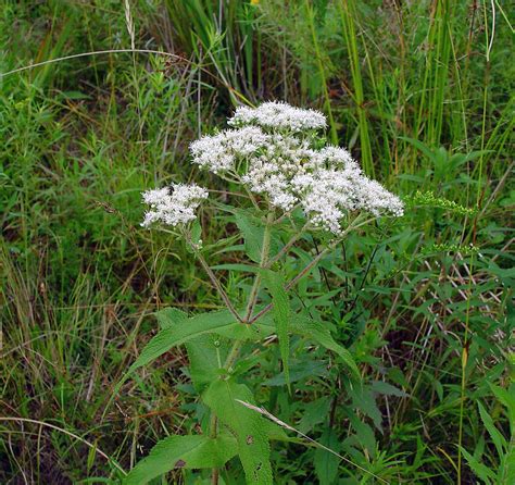 Feb 07, 2021 · thoroughwort: Full Key for Plant Identification: Go Botany