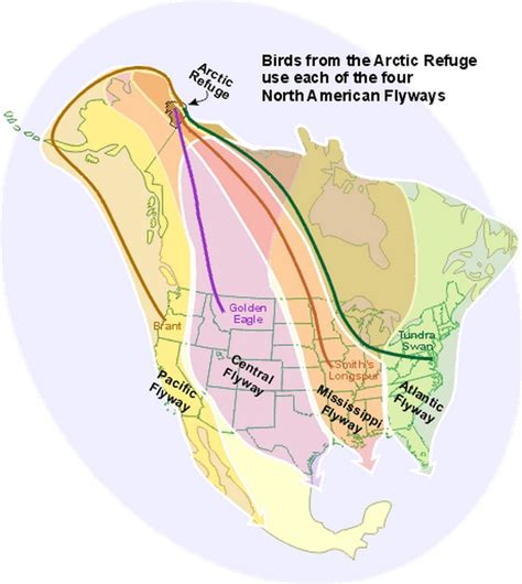 Thousands Of Kilometers North Migratory Birds And A Shifting World