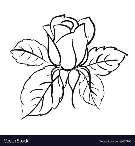 Blooming Roses Royalty Free Vector Image Vectorstock